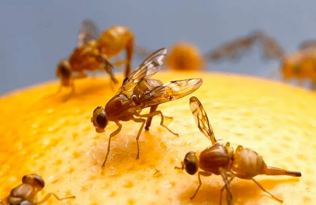 number of fruit flies on a fruit