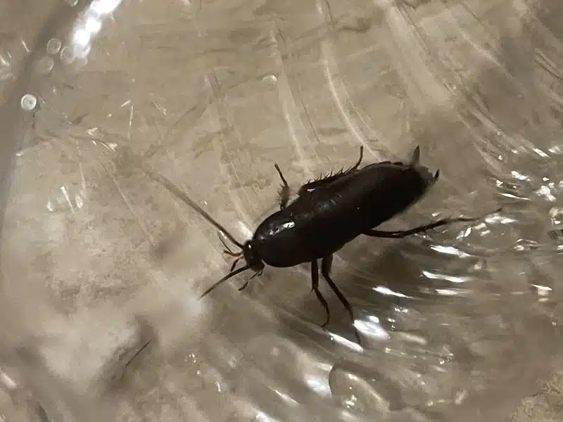 oriental cockroach closeup container