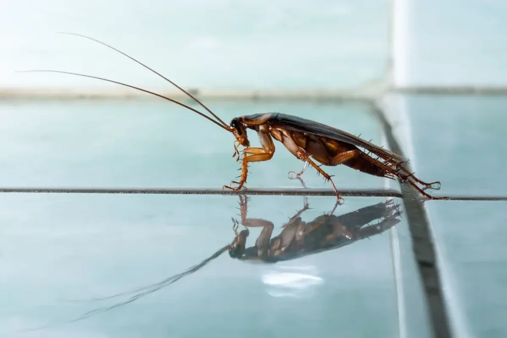 roach on tile
