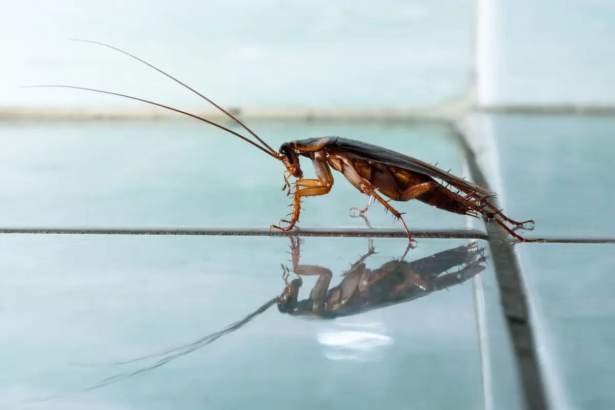 roach on tile