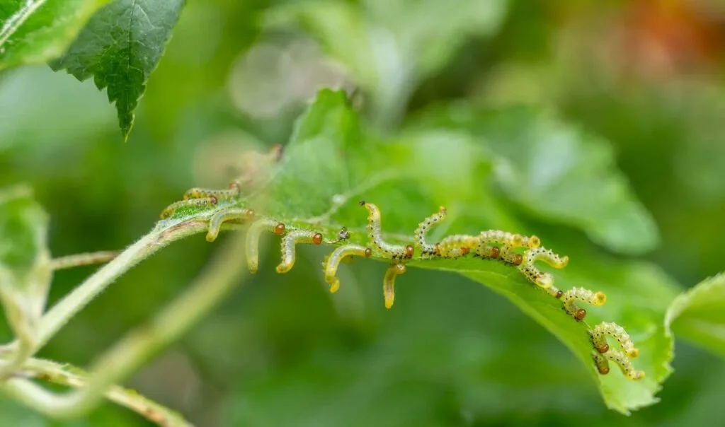 sawflies on a leaf