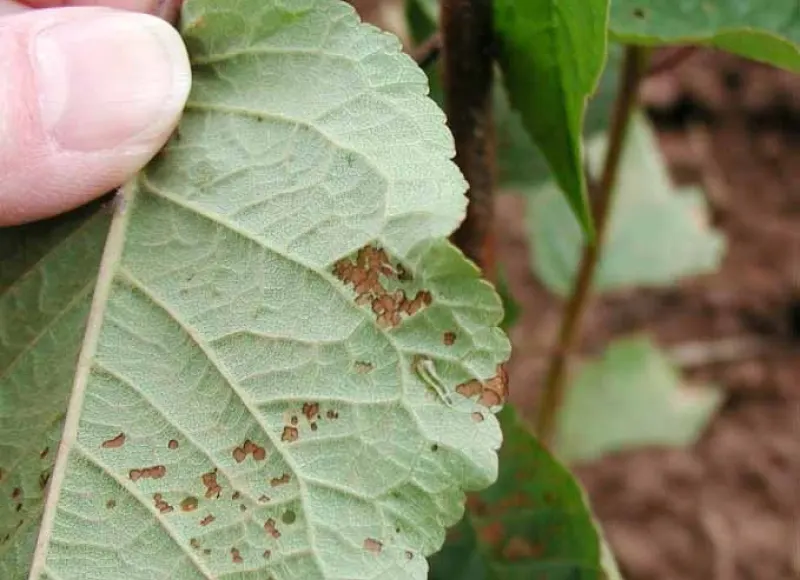 sawfly damage on a leaf