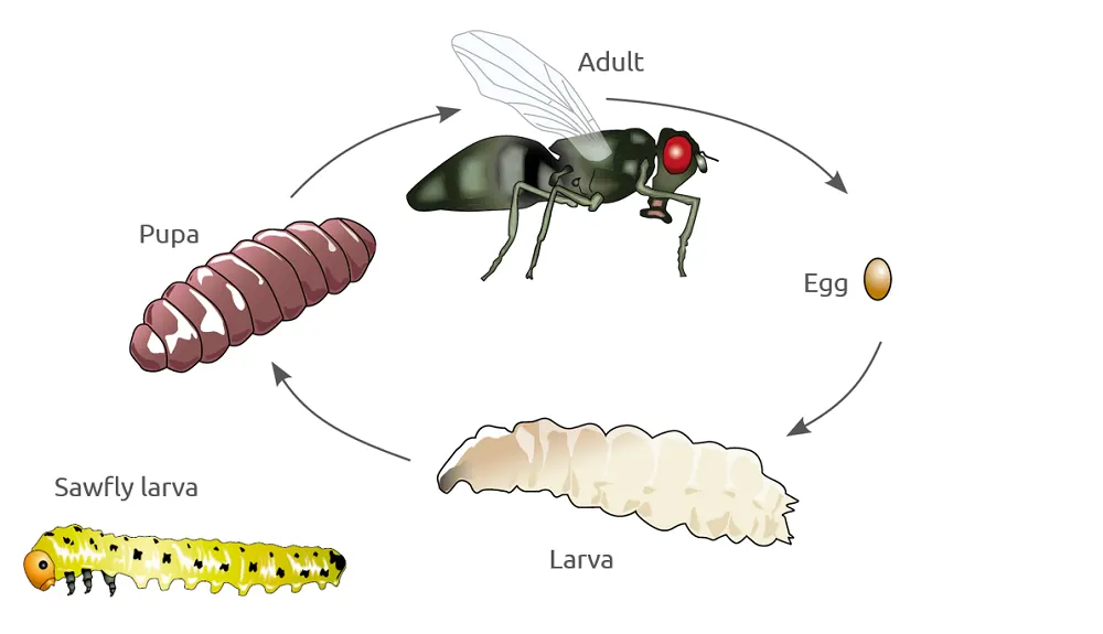 sawfly life cycle diagram on a white background