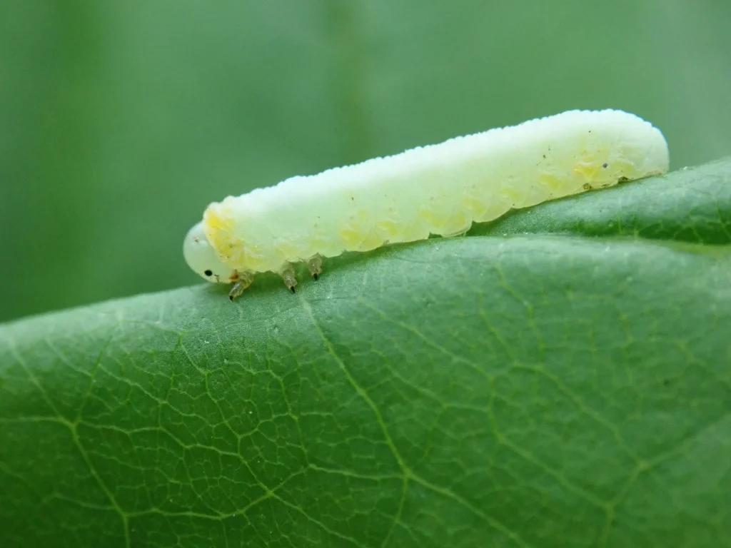 sawfly on a green leaf