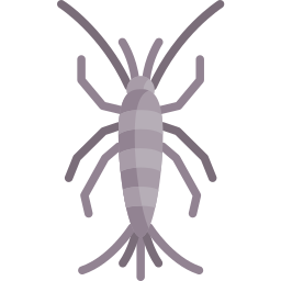 silverfish