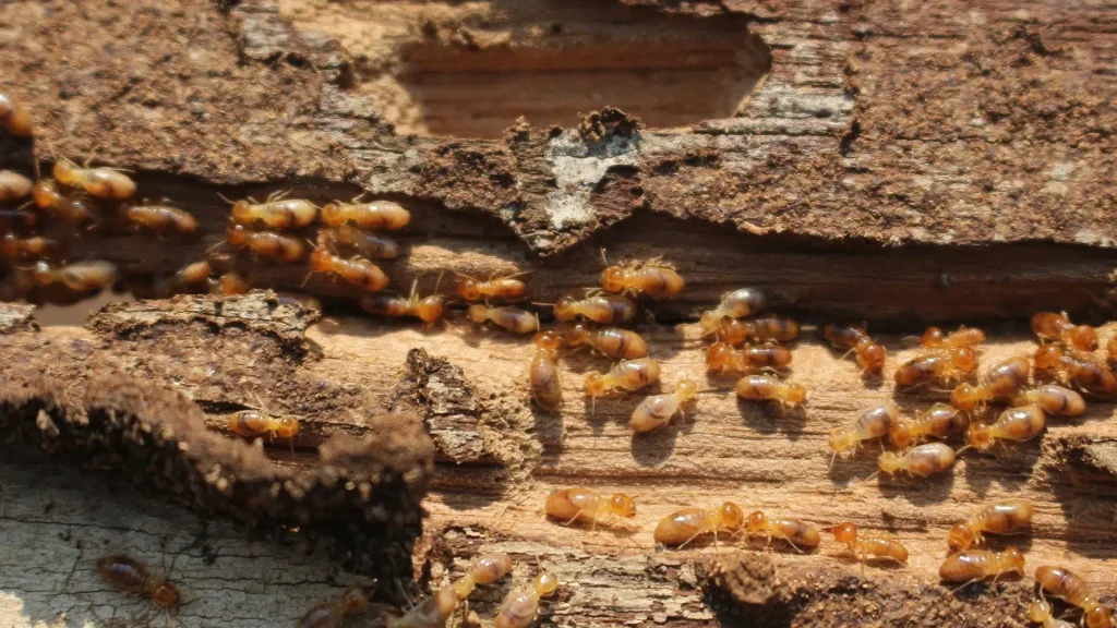 termite infestation on a property