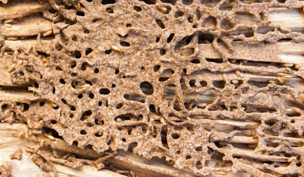 termite wood damage