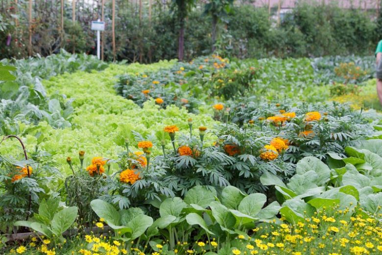 trap plants in a garden