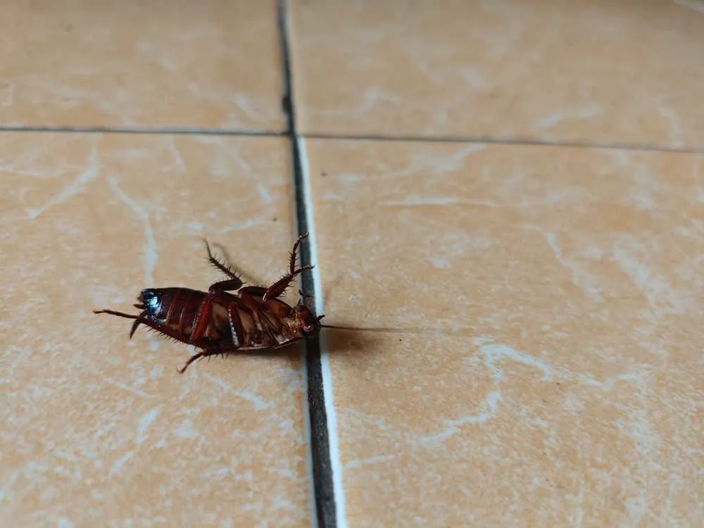 view of a cockroach on floor
