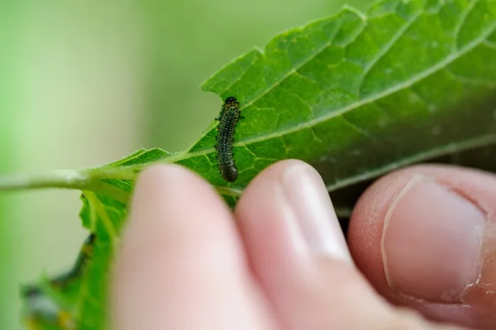 view of a hand picking up a sawfly