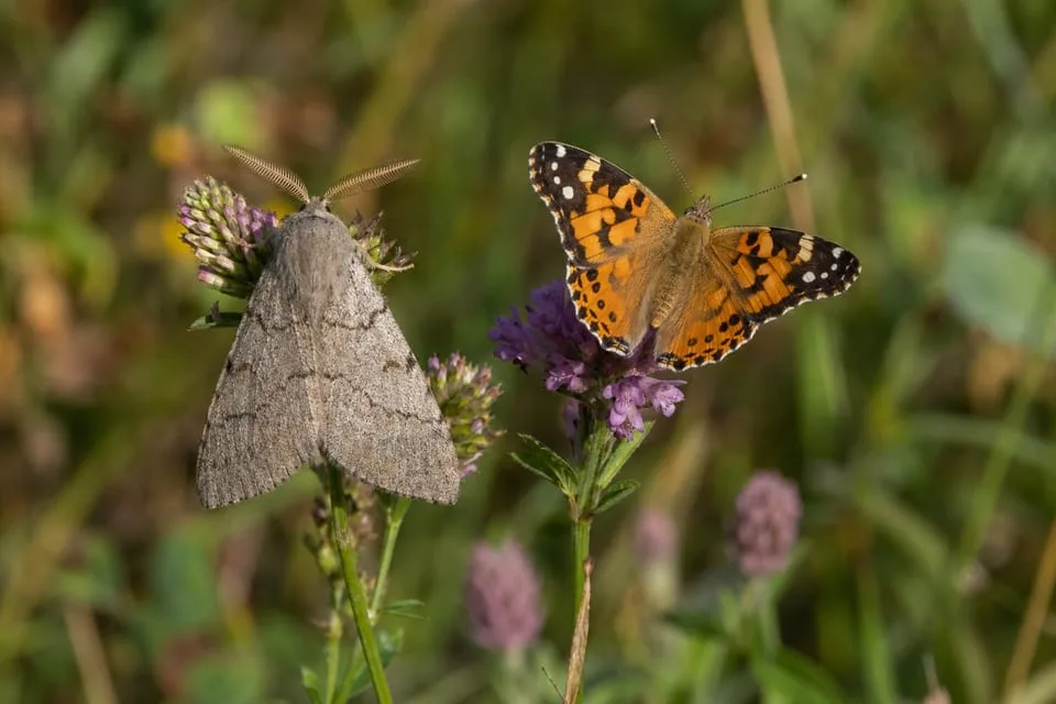 view of a moth and a butterfly on a plant