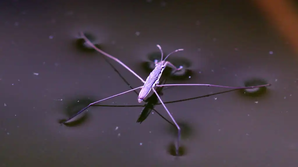 water strider dark water alexander