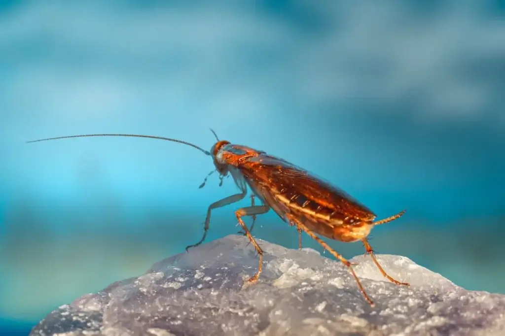 waterbug or cockroach in florida