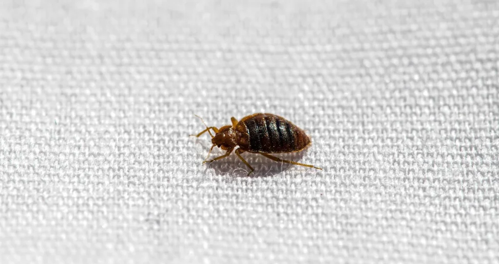 zoom in view of a bed bug on a fabric