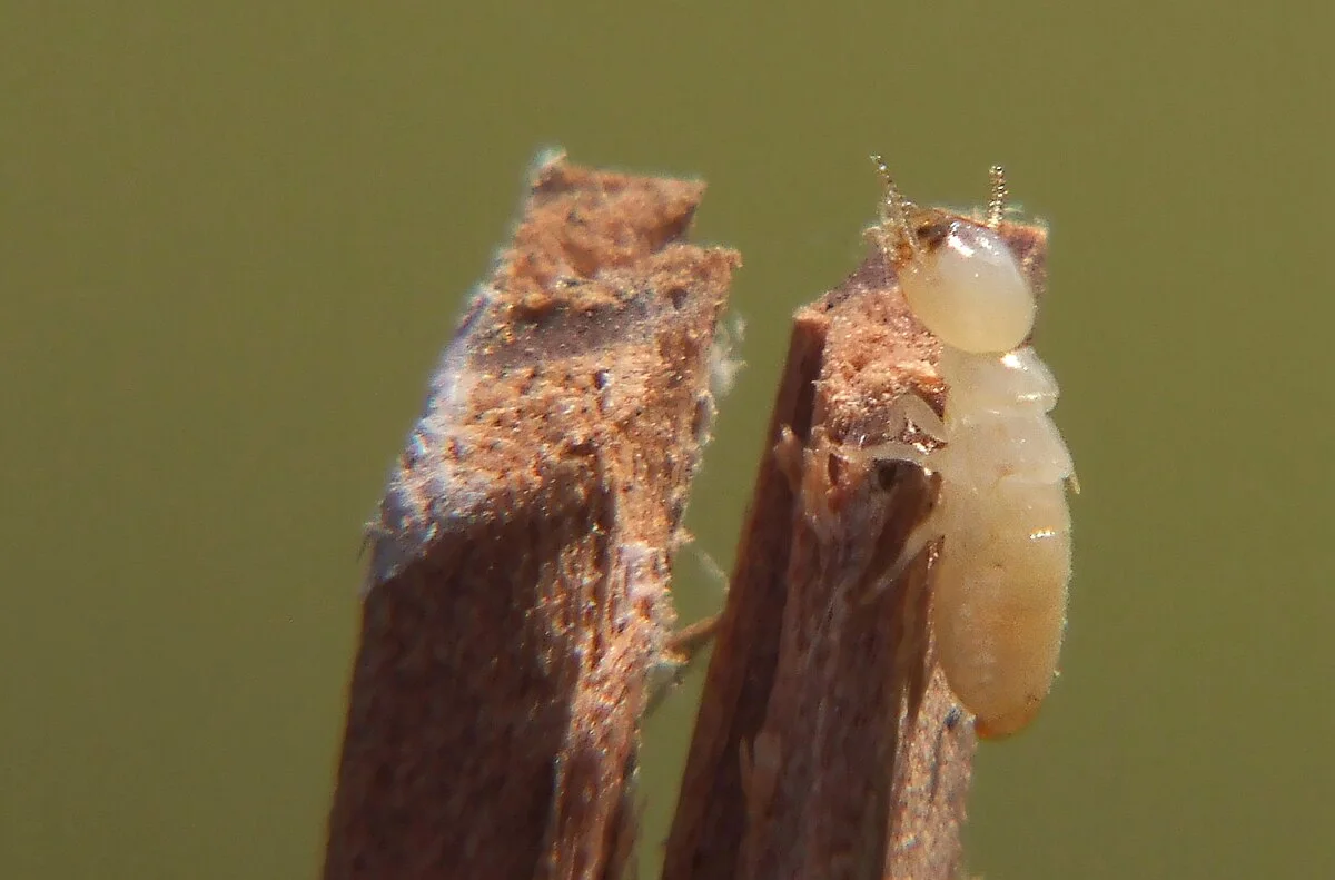 zoom in view of a termite eating wood