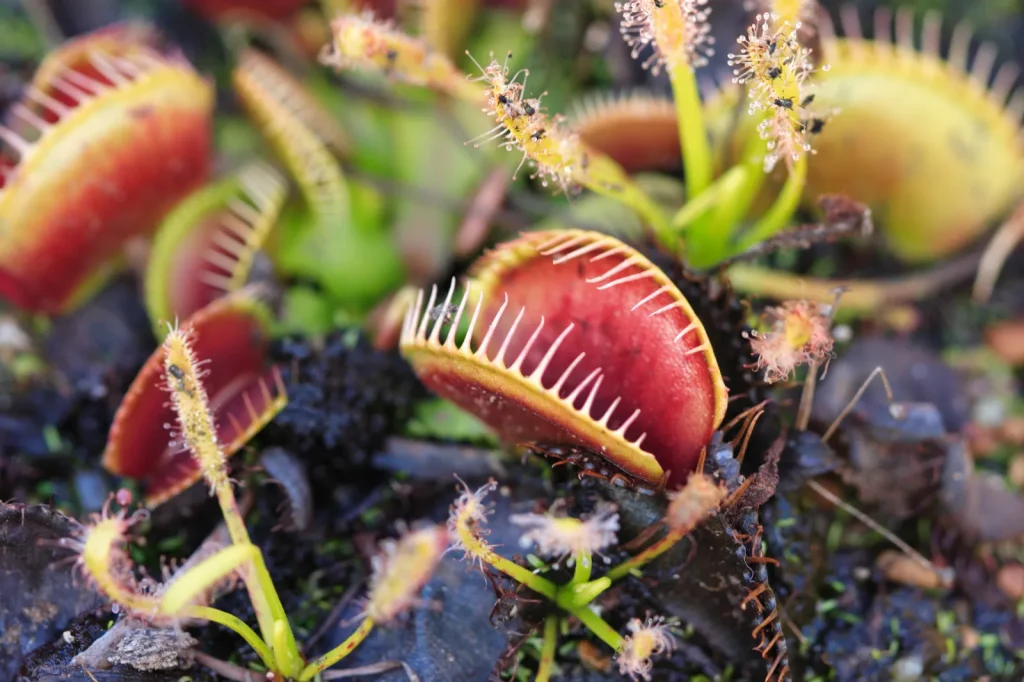zoomed in view of a carnivorous plant
