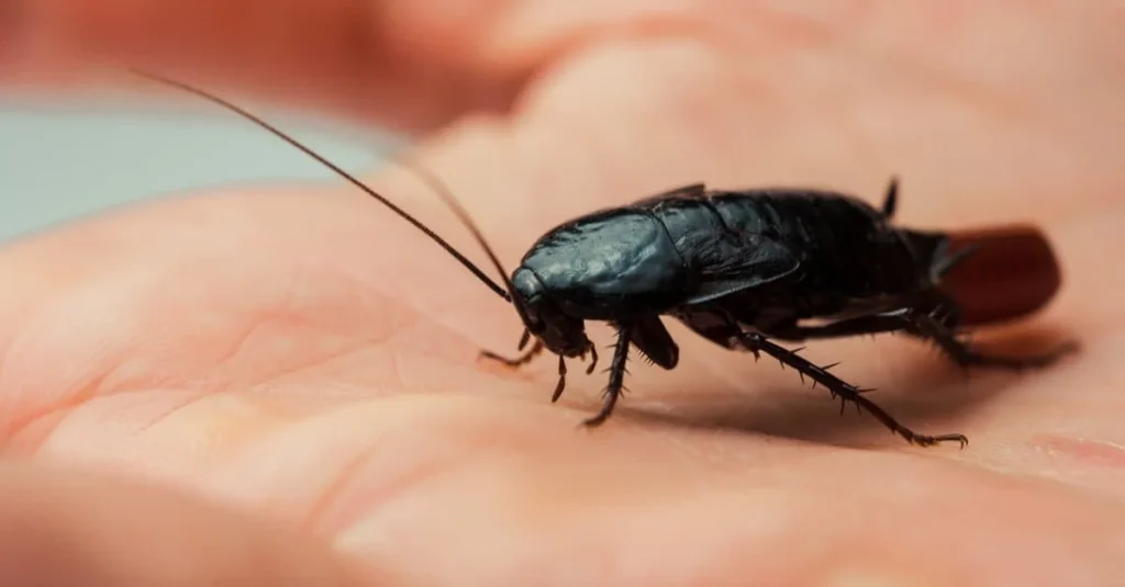 zoomed in view of a cockroach on a hand