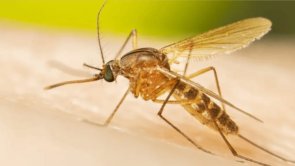 close up of a dengue mosquito on a surface