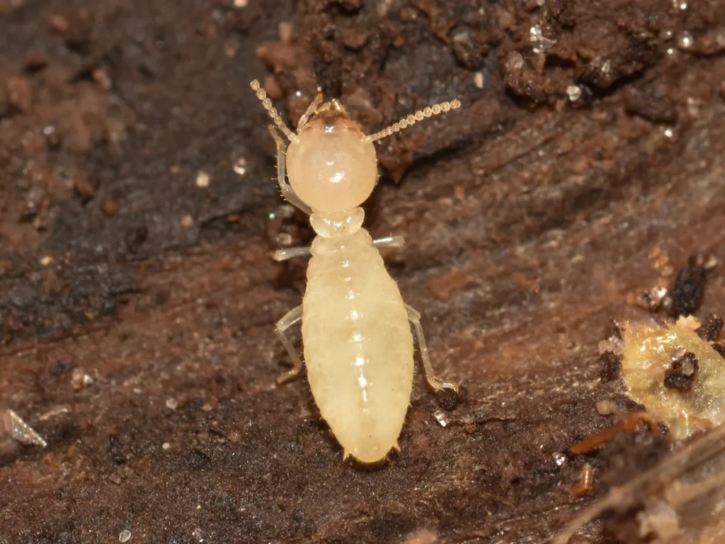 zoomed in view of a dampwood termite