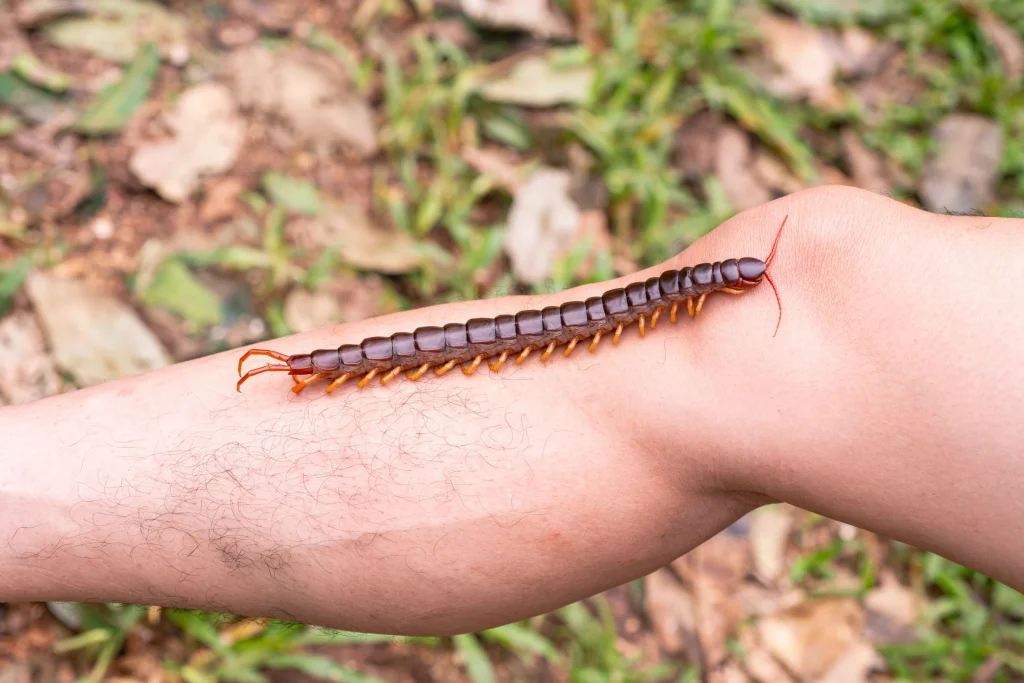 Bark centipede crawling on a person's leg outdoors.