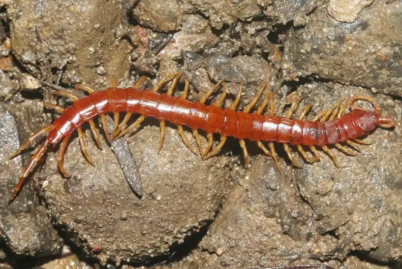 Bark centipede with reddish body and yellow legs on soil.