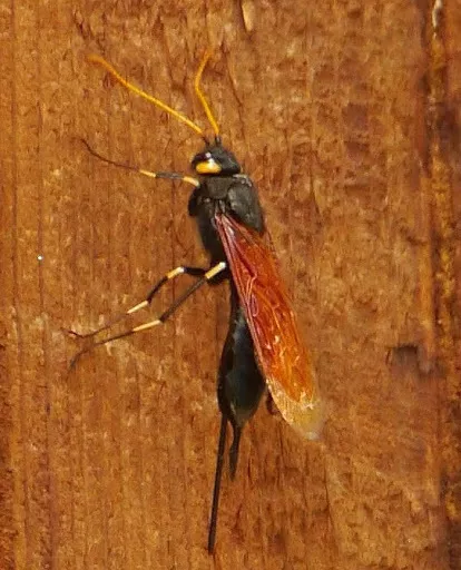 Black and orange sawfly resting on a wooden surface.