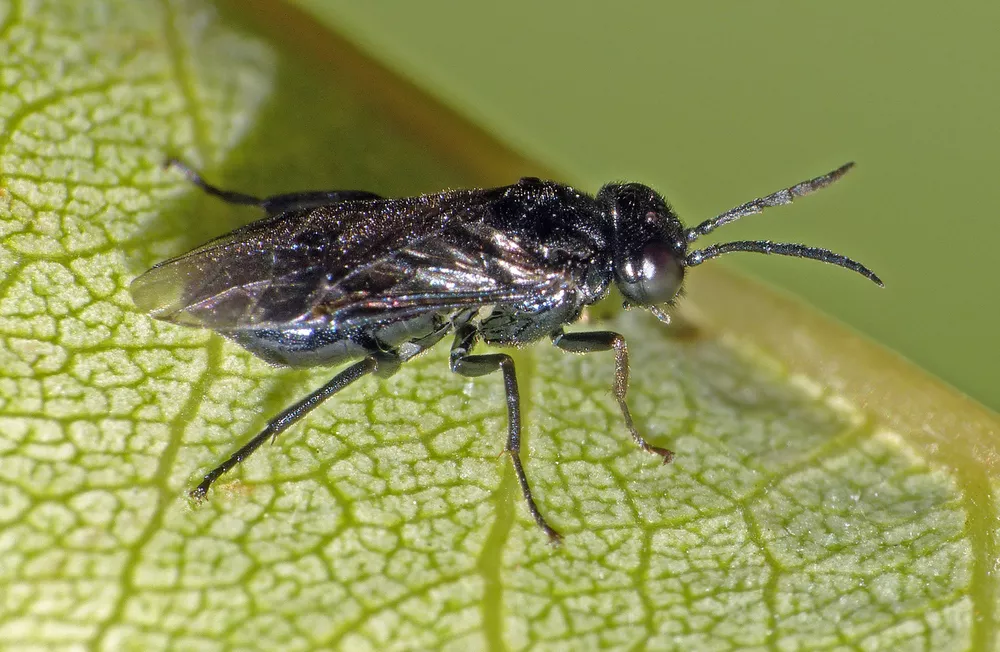 Black sawfly resting on a green leaf in close-up view.