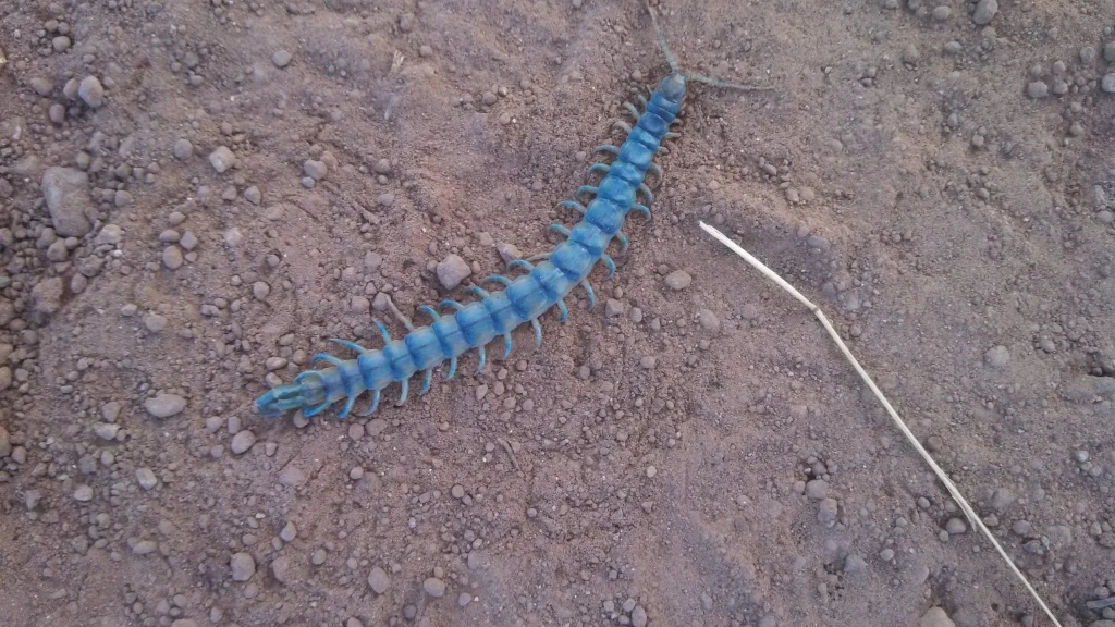 Blue centipede crawling on dry soil.