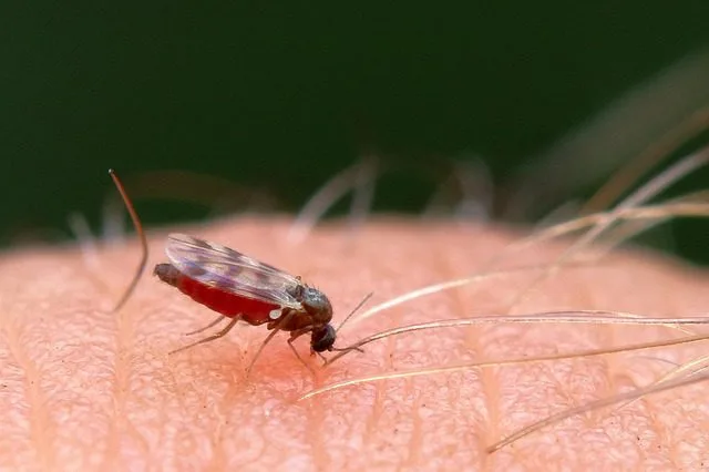 Close-up of a biting no-see-um feeding on human skin.
