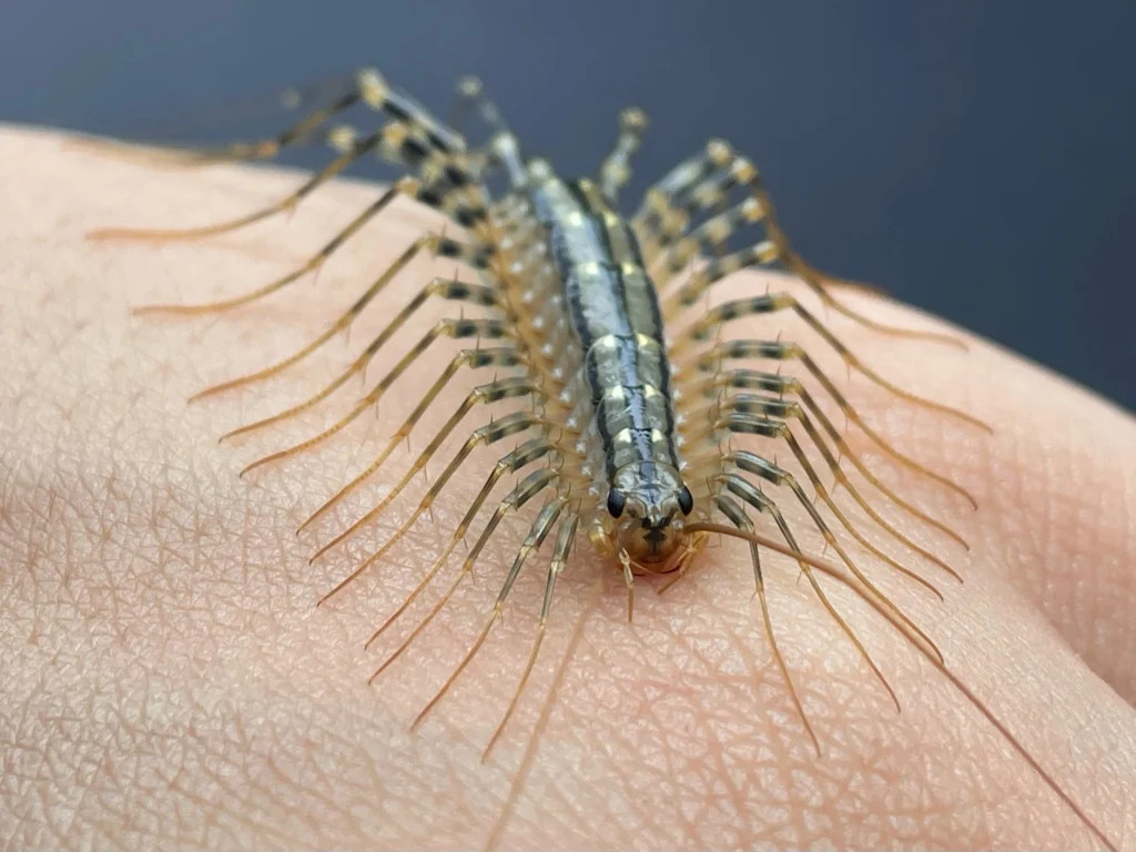Close-up of a house centipede showing long legs and striped body.