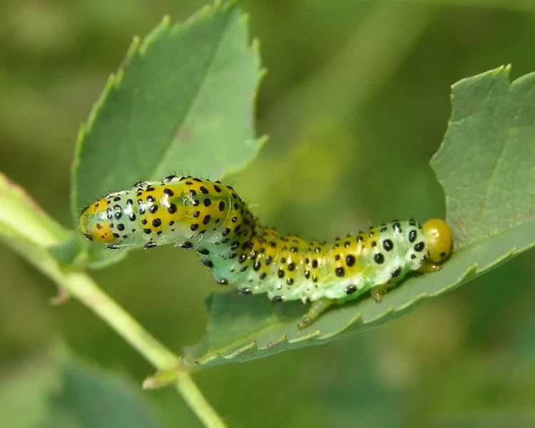 Close-up of a monarch caterpillar with black, white, and yellow stripes feeding on a leaf.