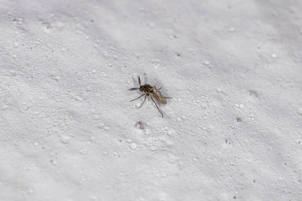 Close-up of a no-see-um resting on a textured white wall.