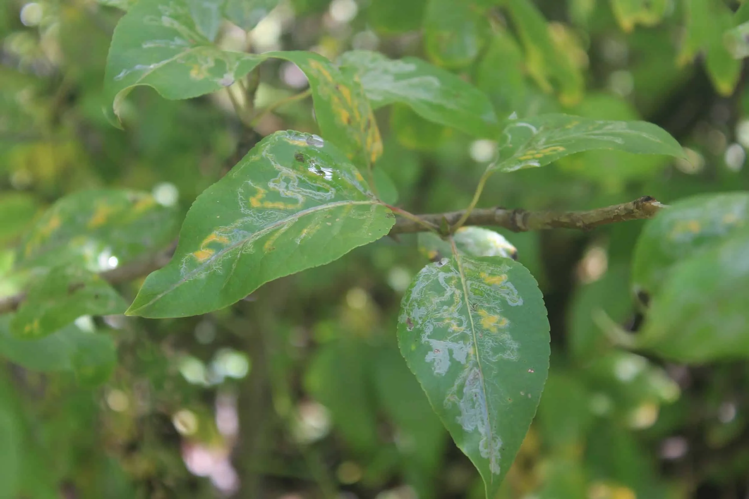 Close-up of green leaves on a branch showing white, winding trails and yellow patches caused by leaf damage.