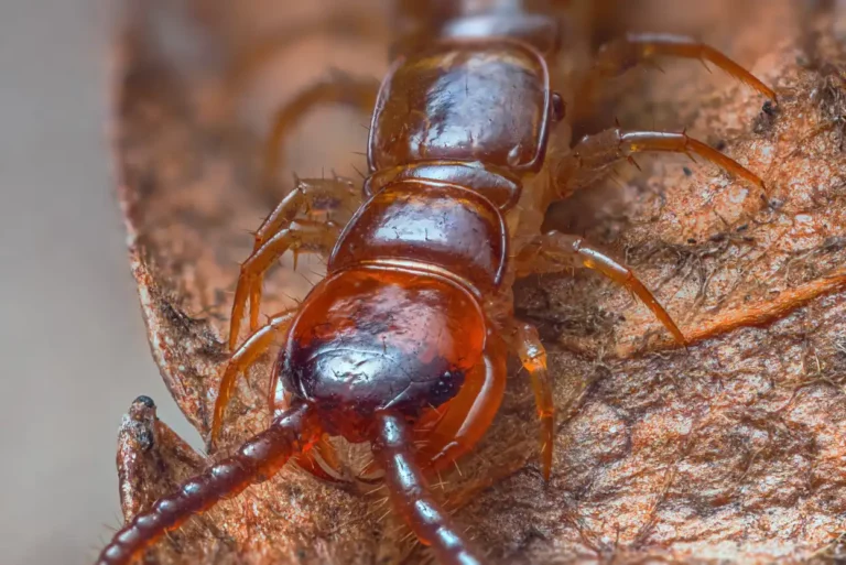 Close-up view of a brown centipede on a dry leaf.