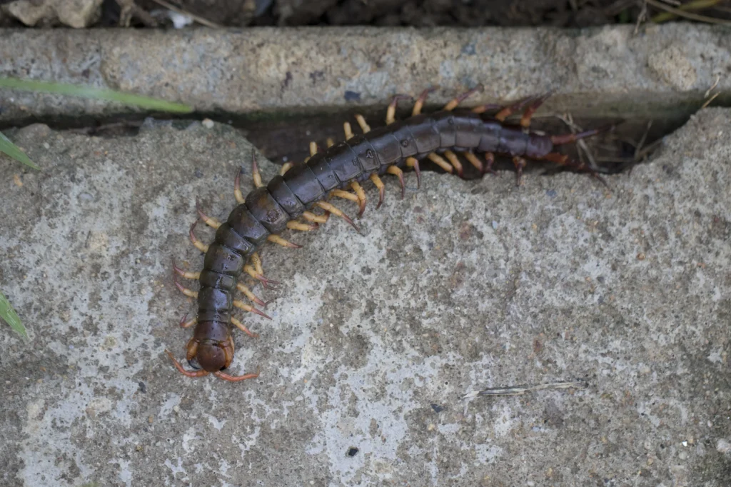 Dark bark centipede crawling on concrete surface.
