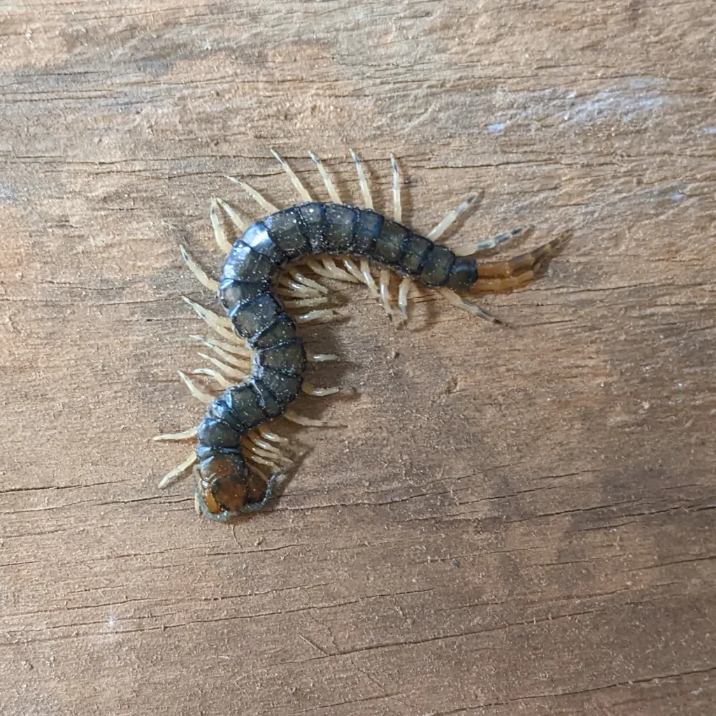 Dark bark centipede on a wooden surface.