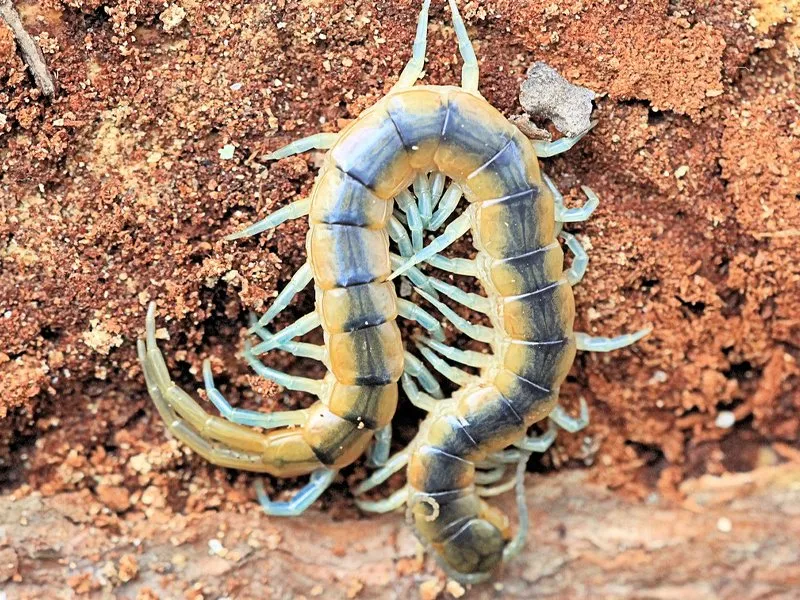 Florida blue centipede curled on reddish soil.