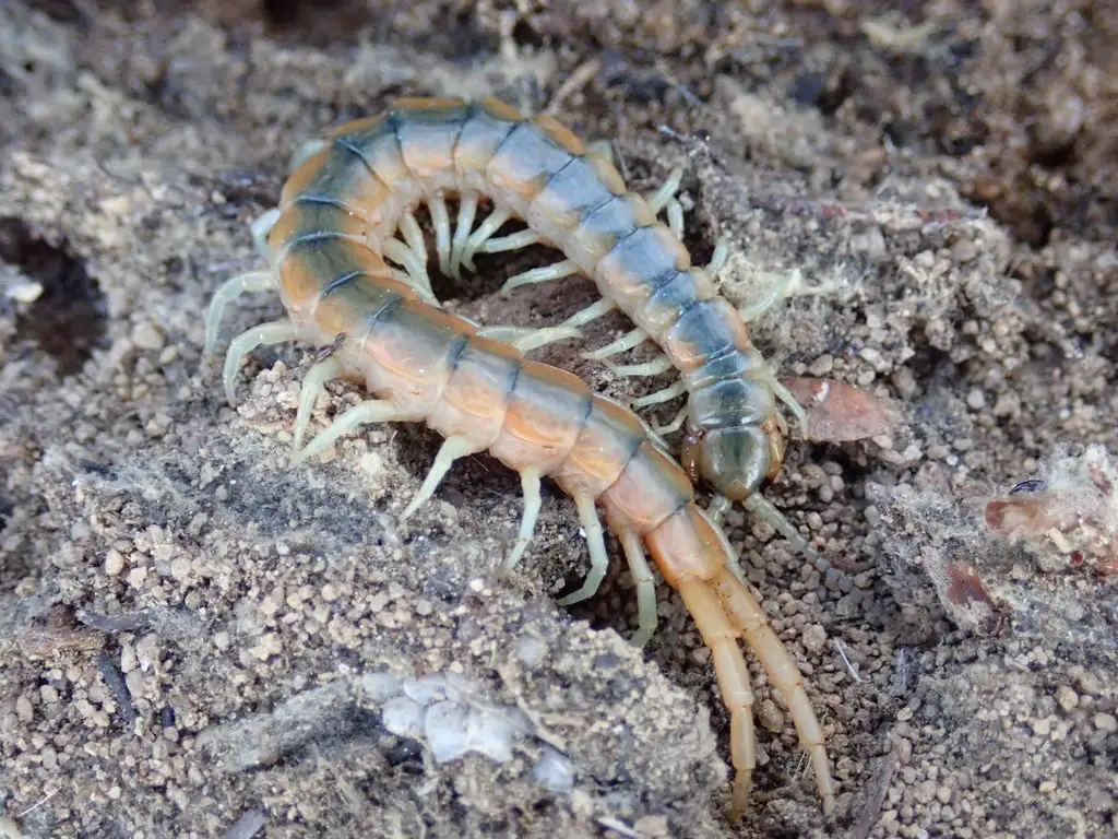 Florida blue centipede curled on soil surface.