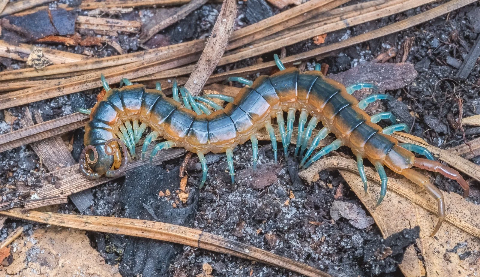 Florida blue centipede with blue-green legs on forest ground.