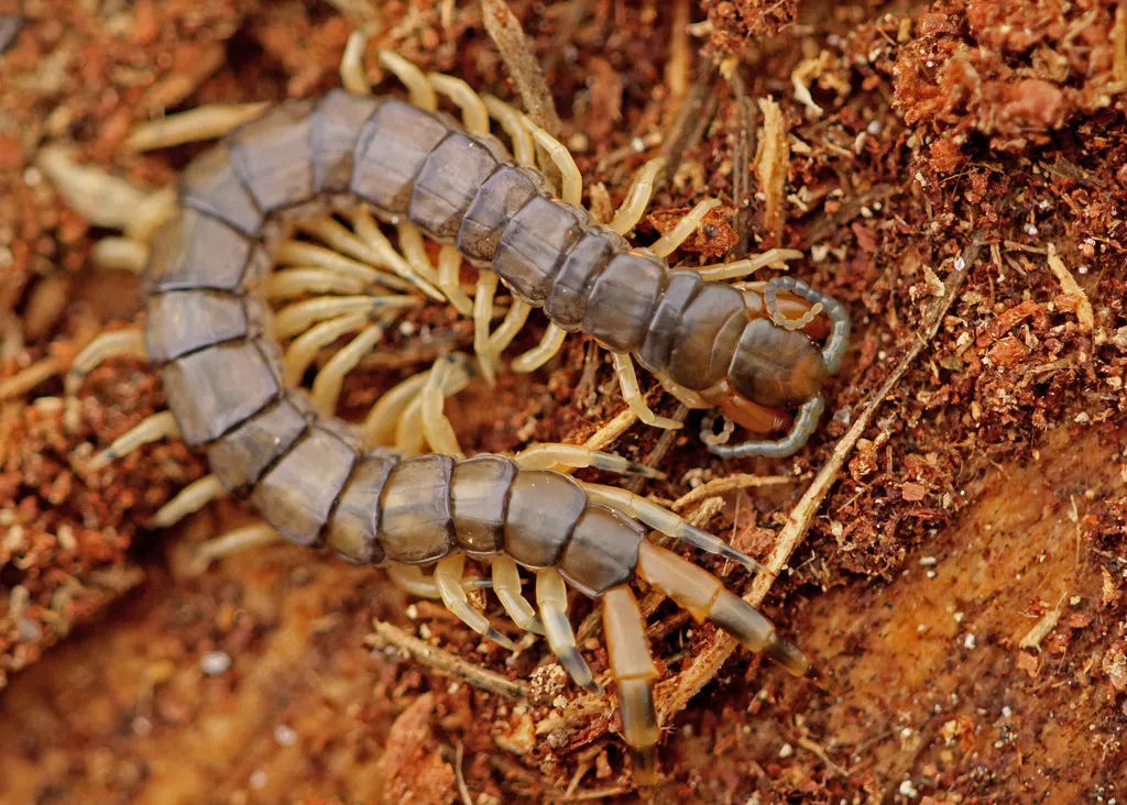 Gray bark centipede on soil and leaf debris.