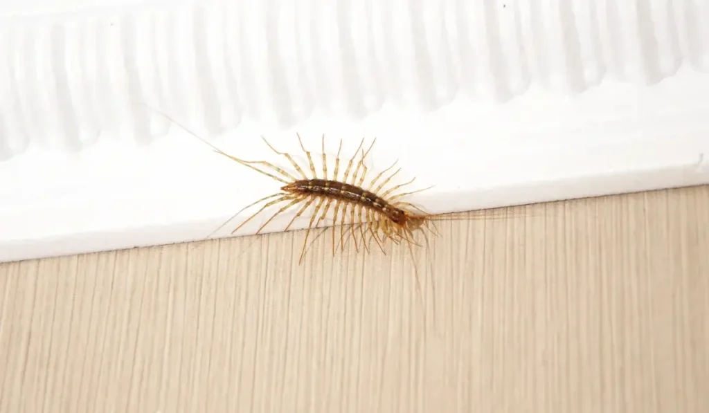 House centipede crawling along a wall edge indoors.