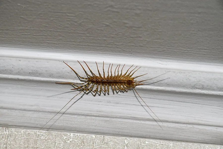 House centipede crawling along a white wall corner indoors.