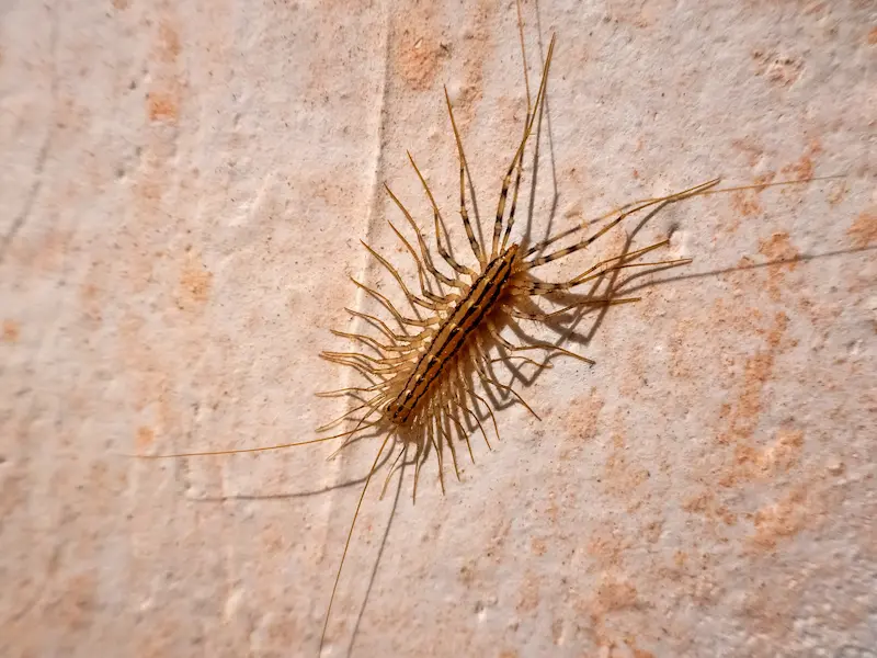 House centipede crawling on a textured wall surface.