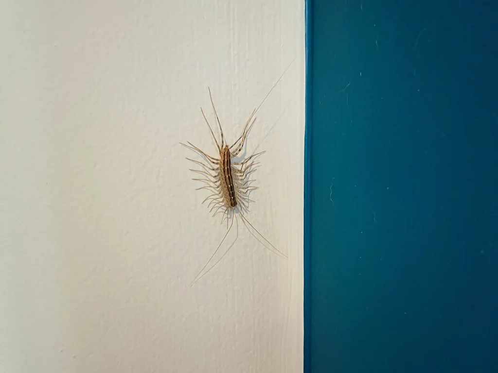 House centipede crawling on a white wall near a doorway.