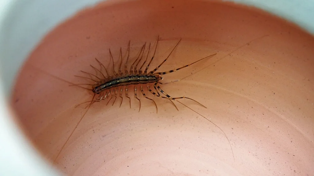 House centipede with long legs on a bathroom surface.