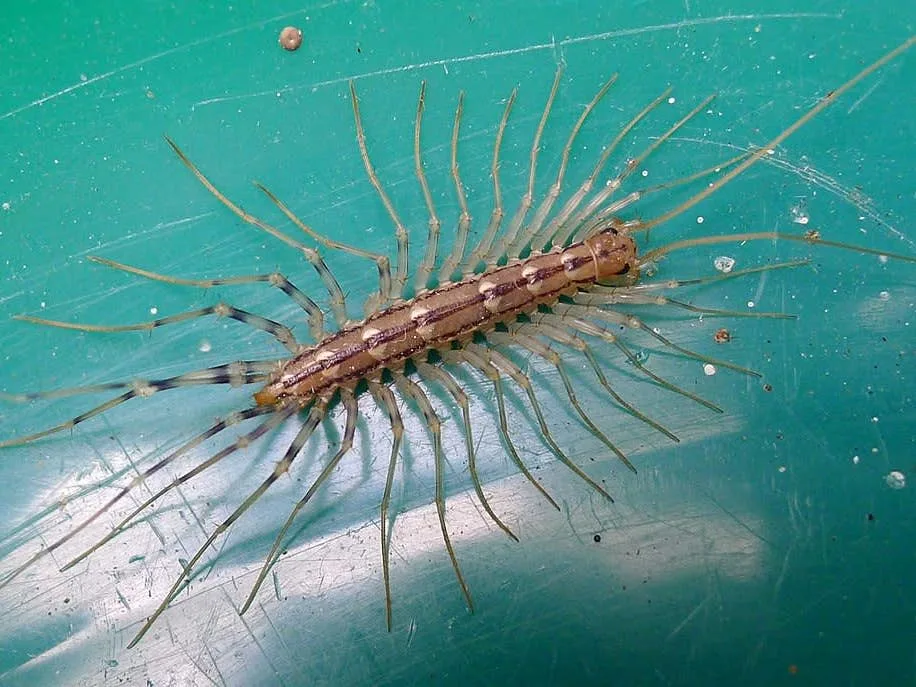 House centipede with long striped legs on a blue surface.