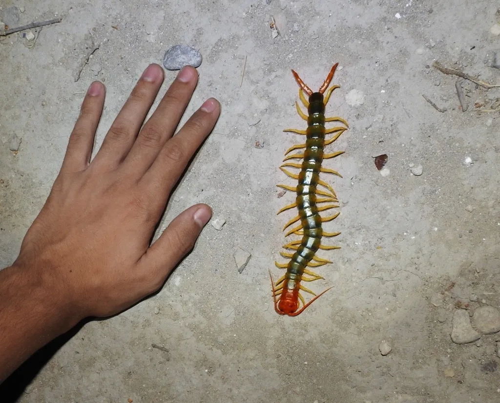 Large bark centipede next to a human hand for size comparison.