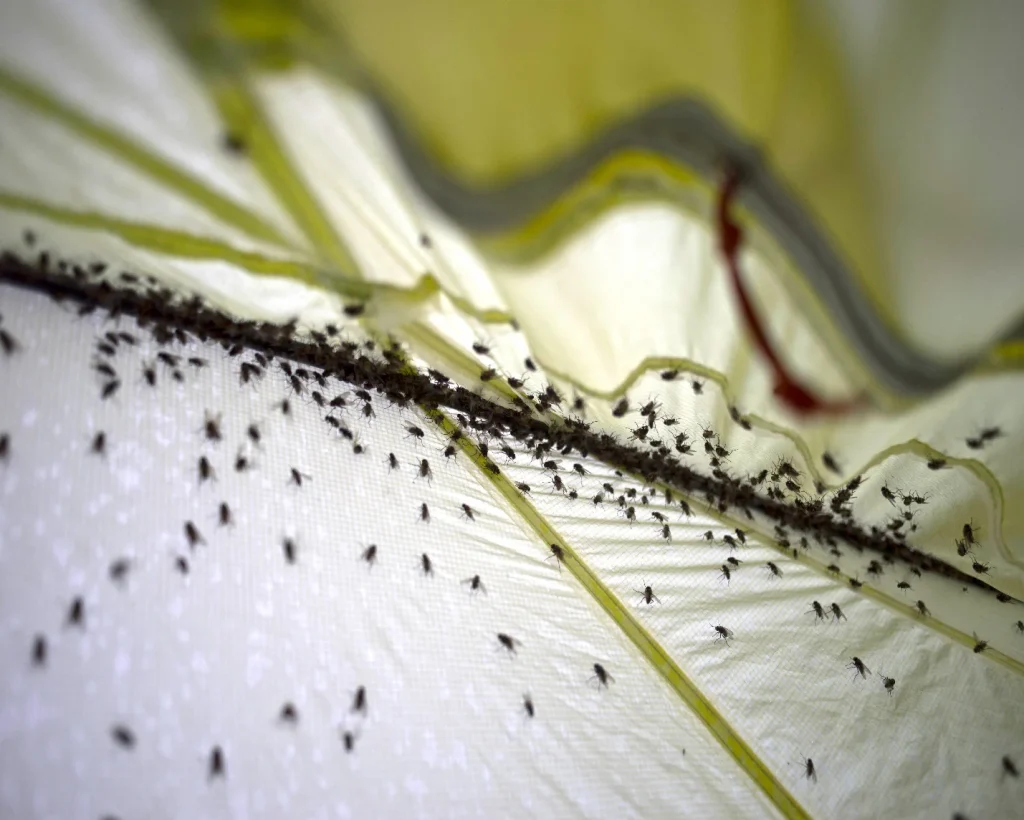 No-see-ums gathered on a light fabric surface.