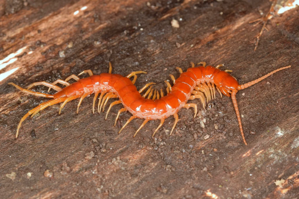 Orange bark centipede crawling on a wooden surface.
