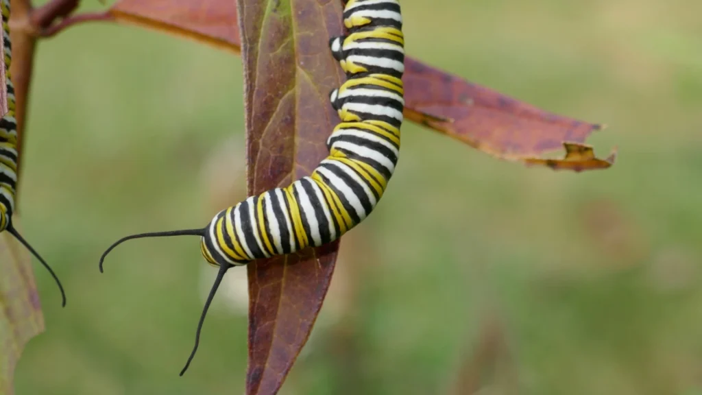 Pale yellow larva inside a split plant stem against a brown background.